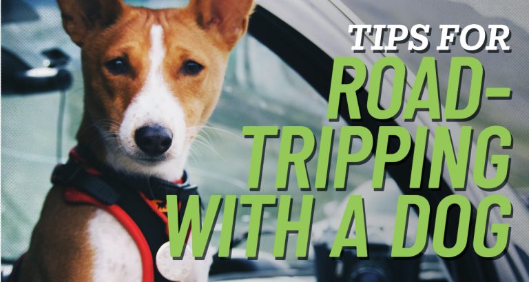 Tips for road tripping with a dog