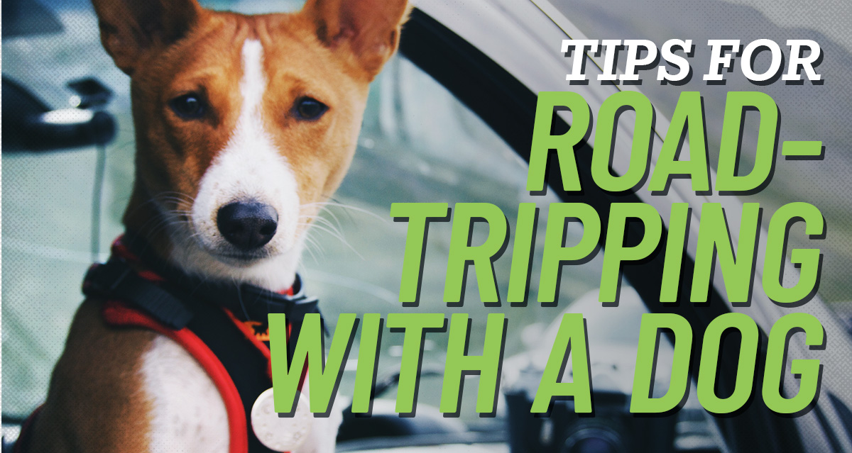 Tips for road tripping with a dog